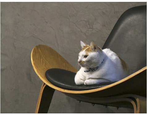 WTA Office Cat Potato sitting on an elegant chair
